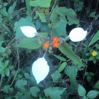 Mussaenda frondosa L.